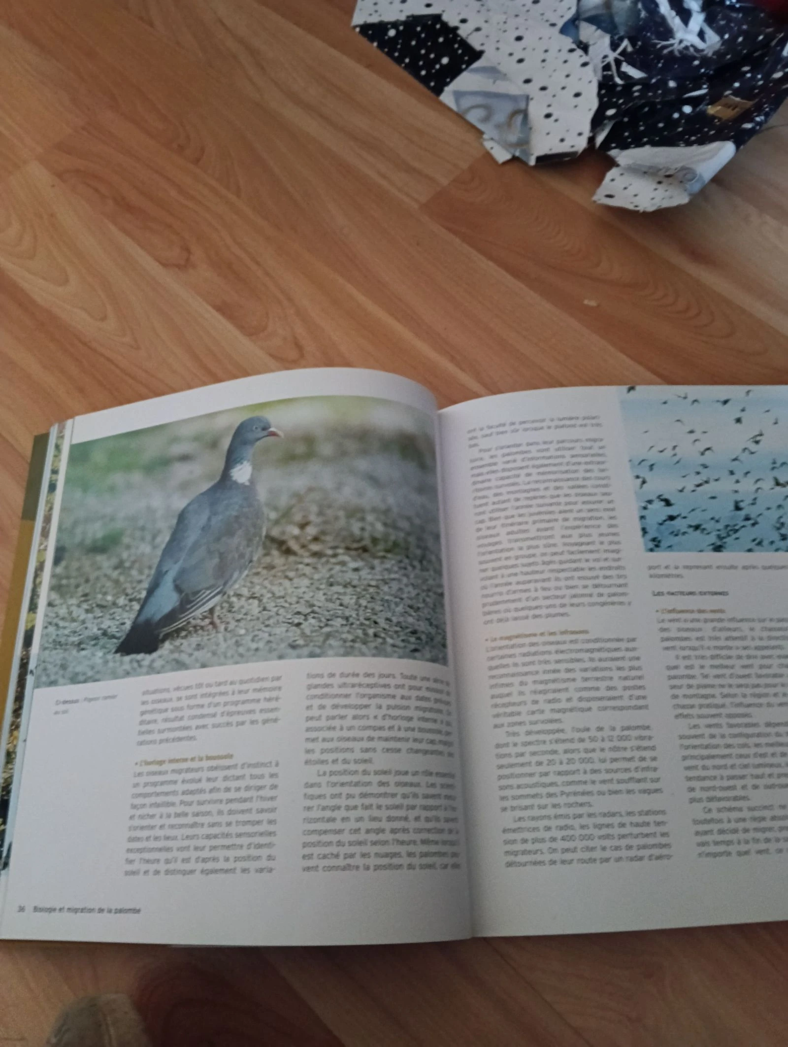 Livre la palombe  – photo 2